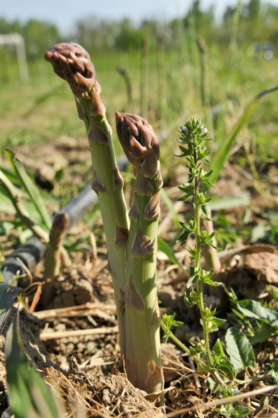 Asparago biologico v campo — Stock fotografie