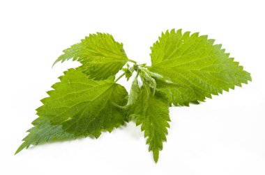 FOGLIA DI ORTICA