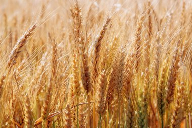 spighe di frumento maturo un Campo