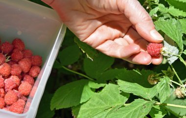raccolta dei lamponi