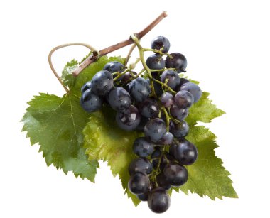 grappolo di uva nera