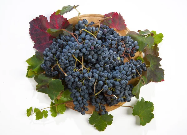 Nera de uva Lambrusco di —  Fotos de Stock