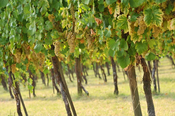 Vigna ci uva trebbiano —  Fotos de Stock