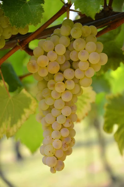 Grappolo di uva matura — Φωτογραφία Αρχείου