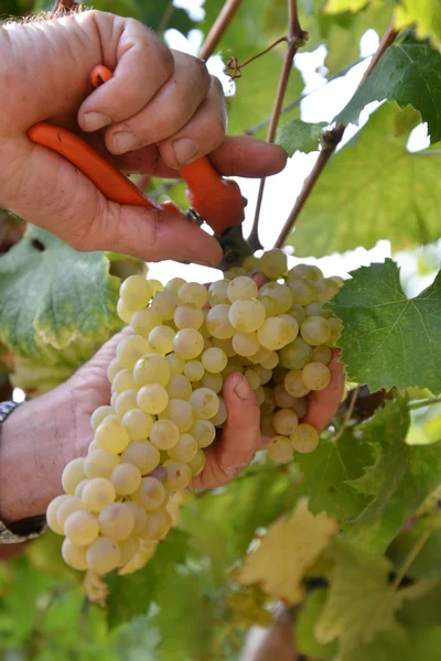 Vendemmia een mano — Stockfoto