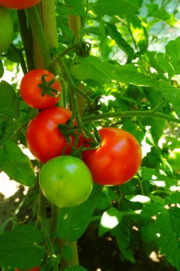 Sebze bahçesinde domatesler olgunlaşmış ve hasat için hazır.