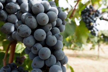 Olgun üzümler, Lambrusco çeşitleri, sarmaşıkta