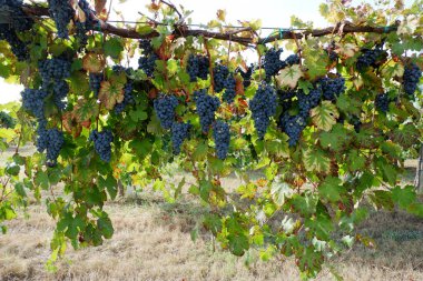 Üzüm bağında bir sürü Lambrusco üzümü