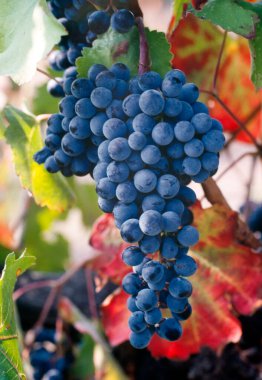Olgun üzümler, Lambrusco çeşitleri, sarmaşıkta