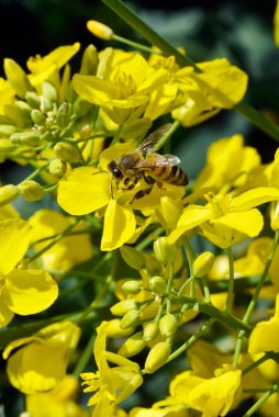 Bal yapmak için nektar toplayan sarı çiçekli arı.