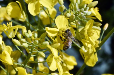 Bal yapmak için nektar toplayan sarı çiçekli arı.