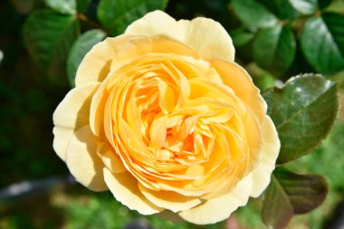 Bahçede açmakta olan sarı bir gülü kapat