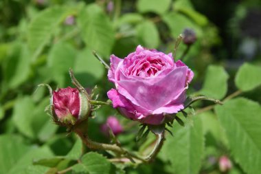 Bahçede pembe gül ve gül goncası