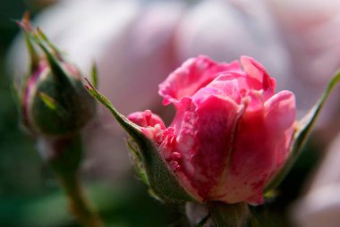 Arka planda bulanıklık olan kırmızı gül goncasını kapat