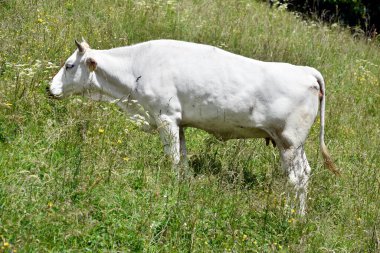 Beyaz Modenli ineği Apeninlerde otluyor