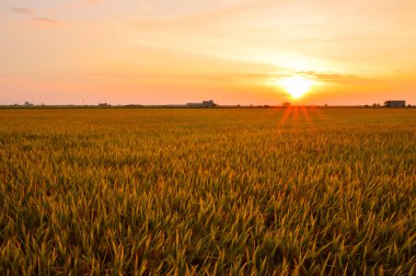 Altın paddy alan sekinchang.