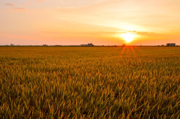 Altın paddy alan sekinchang.