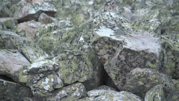 Каменная река на Урале — стоковое видео