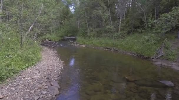 Rivier in het bos — Stockvideo