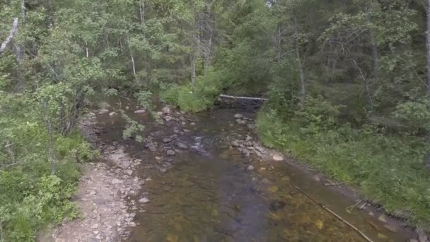 Fluss im Wald — Stockvideo