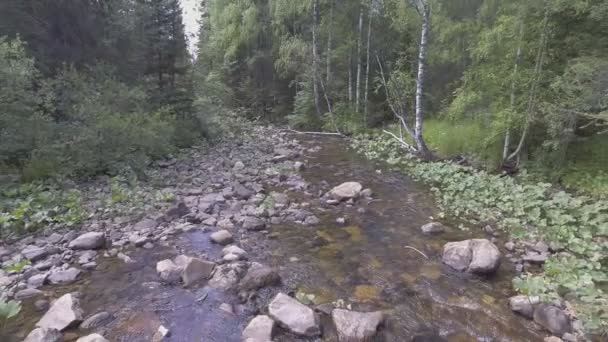 Flod i skogen — Stockvideo