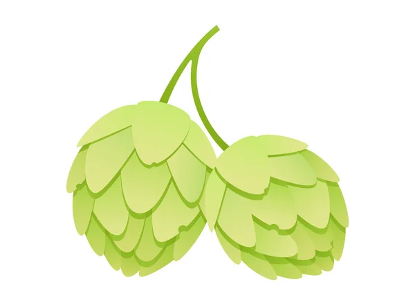 Hops on a white background — Stock Vector