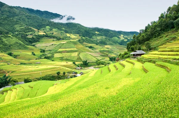 Campos de arroz en terrazas de Mu Cang Chai, YenBai, Vietnam. Campos de arroz preparan la cosecha en el noroeste de Vietnam.Vietnam paisajes. — Foto de Stock