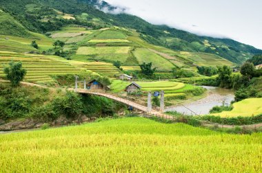 Mu Cang Chai, YenBai, Vietnam 'daki pirinç tarlaları. Pirinç tarlaları Kuzeybatı Vietnam 'da hasat hazırlıyor. Vietnam manzaraları..