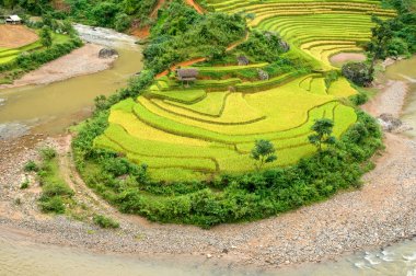 Mu Cang Chai, YenBai, Vietnam 'daki pirinç tarlaları. Pirinç tarlaları Kuzeybatı Vietnam 'da hasat hazırlıyor. Vietnam manzaraları..
