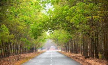 Tay Ninh eyaletinde kauçuk ormanı ile Yeşil yol, Vietnam