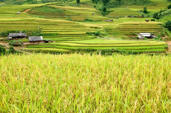 Campos de arroz en terrazas de Mu Cang Chai, YenBai, Vietnam. Campos de arroz preparan la cosecha en el noroeste de Vietnam.Vietnam paisajes. — Foto de Stock