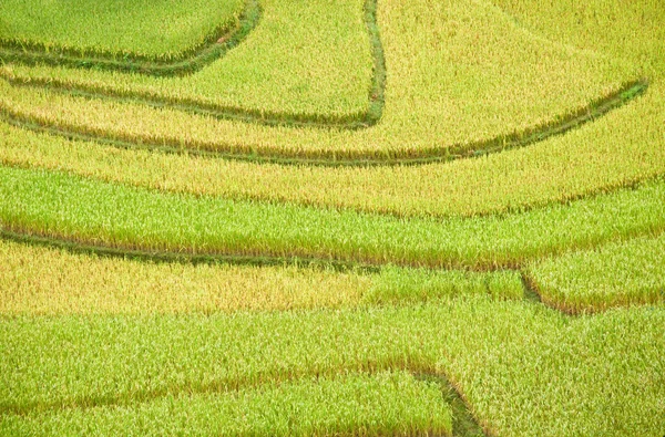 Pola ryżowe na tarasie Mu Cang Chai, YenBai, Wietnam. Pola ryżowe przygotowują zbiory w północno-zachodnim Wietnamie.Krajobrazy Wietnamu. — Zdjęcie stockowe