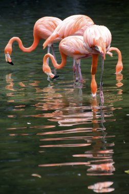Jurong kuş Parkı, Singapur yansıması ile Flamingo ayakta su