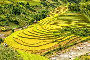 Mu Cang Chai, YenBai, Vietnam 'daki pirinç tarlaları. Pirinç tarlaları Kuzeybatı Vietnam 'da hasat hazırlıyor. Vietnam manzaraları..