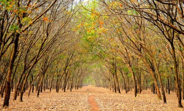 Kauçuk Plantation Güz, Vietnam renkli yaprakları