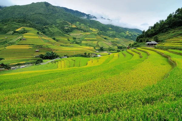 田んぼには、Mu 倉チャイ、イエンバイ、ベトナムの棚田。田んぼの準備北西 Vietnam.Vietnam 風景で収穫. — ストック写真