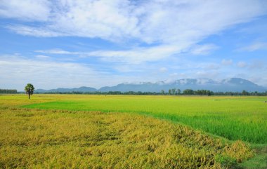 Hasat pirinç alan bir Giang, Mekong Delta, Vietnam