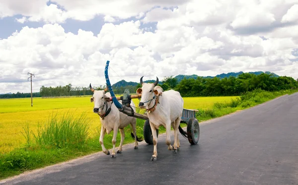 Carro de toro en el camino de la aldea en temporada de arroz cosecha. Delta del Mekong, Chau Doc, An Giang, Vietnam — Foto de Stock