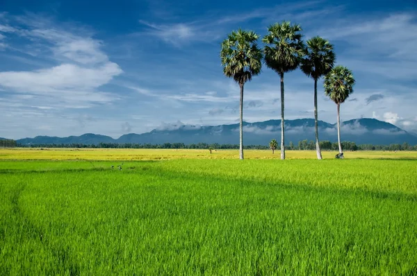 Palmeras de azúcar en el arrozal por la mañana. Delta del Mekong, Chau Doc, An Giang, Vietnam — Foto de Stock