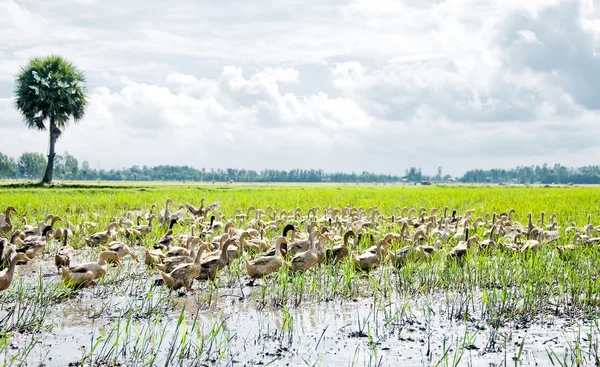 Hierba de patos en el campo de arroz después de la cosecha — Foto de Stock