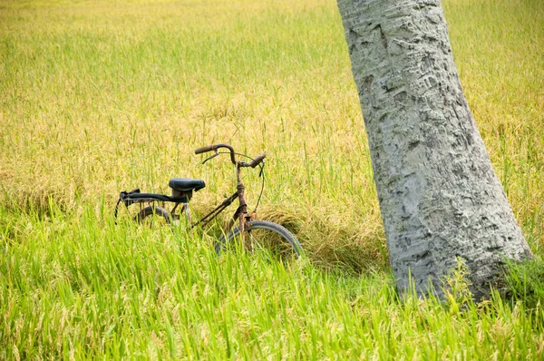 Bicycle at harvest rice field, beautiful Vietnamese countryside, Vietnam — Stock Photo, Image