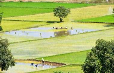 Pirinç ekimi, paddy alan yeşil, güzel Vietnamca kırsal, Vietnam