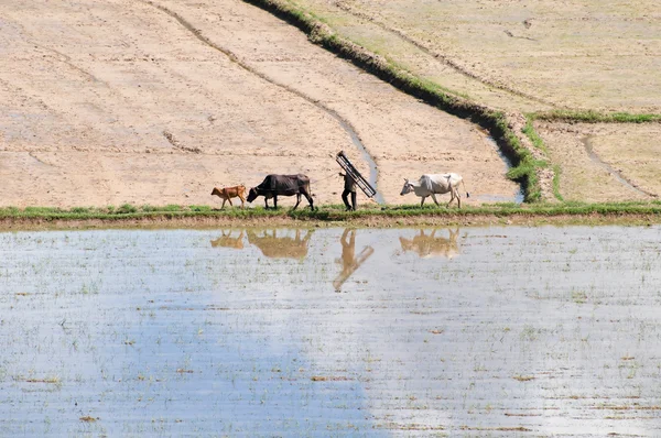 Agricultor asiático tienden vaca en la plantación de arroz, buey, arrozal en verde, hermoso campo vietnamita, Vietnam — Foto de Stock