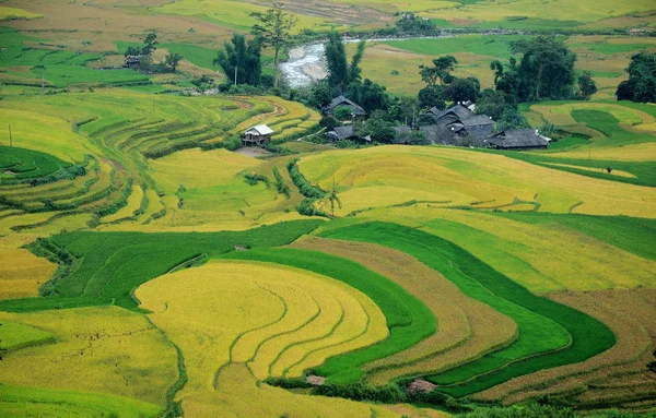 Campos de arroz en terrazas de Mu Cang Chai, YenBai, Vietnam . — Foto de Stock