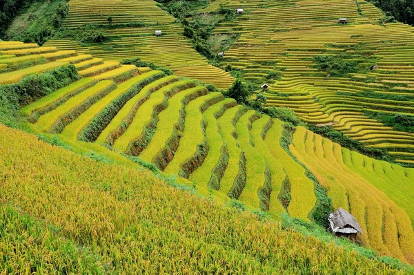 Campos de arroz en terrazas de Mu Cang Chai, YenBai, Vietnam . — Foto de Stock