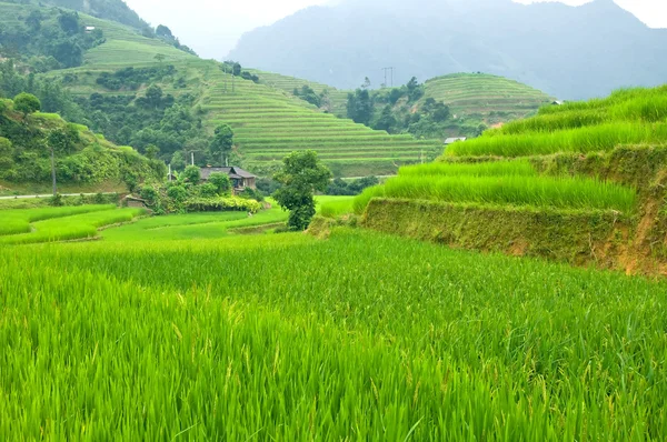 田んぼには、Mu 倉チャイ、Yenbai、ベトナムの棚田。田んぼの準備ベトナム北西部で収穫. — ストック写真