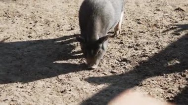 Ormanın güneşli bir gününde yaban domuzu toprakta yiyecek arıyor.