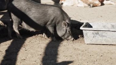 Yaban domuzları gün ışığında su yalağının yakınındaki bir çiftlikte yiyecek arıyorlar.