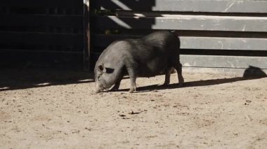 Yaban domuzları sonbaharda güneşli bir öğleden sonra çiftlikteki bir kalemi keşfeder.