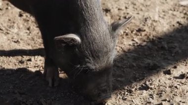 Yaban domuzu, kırsal kesimde güneşli bir günde doğal yaşam alanında yerde yem arar.